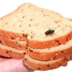 Voici pourquoi vous ne devez pas manger de la nourriture touchée par une mouche