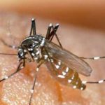 Dengue : Symptômes, traitement et prévention