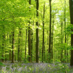 Journée internationale des forêts 2021