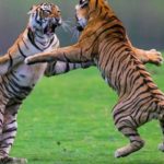 Journée mondiale du tigre 2021