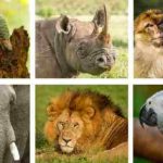Journée mondiale des espèces menacées 2021