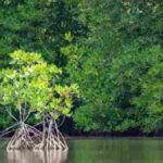 Journée internationale pour la conservation de l’écosystème des mangroves 2021