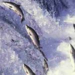 Journée mondiale des poissons migrateurs 2021