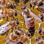 Journée mondiale des abeilles 2021