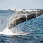 Journée mondiale des baleines 2020