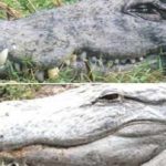 Quelle est la différence entre un alligator et un crocodile?