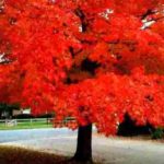 Pourquoi les feuilles changent-elles de couleur en automne?