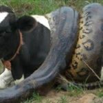 Vidéo : Vous n’allez pas croire à vos yeux.  Un énorme anaconda filmé entrain de vomir une vache entière