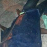 Sénégal: Omar Dia tue son colocataire parce qu’il parlait Wolof