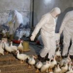La grippe aviaire : Causes, symptômes et traitements
