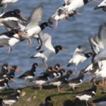 Journée mondiale des oiseaux migrateurs 2022