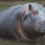 Journée internationale de l’hippopotame2023