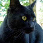 Journée internationale du chat noir