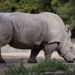Journée mondiale du rhinocéros
