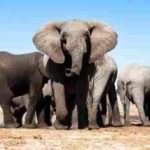 Journée mondiale des éléphants 2022