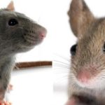 Quelle est la différence entre un rat et une souris?