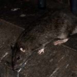 Liste des maladies graves transmises par des rats et des souris