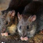 Comment se débarrasser des rats et des souris définitivement ?