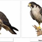 Quelle est la différence entre un aigle et un faucon?
