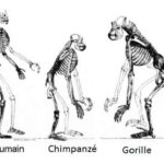 L’évolution des humains